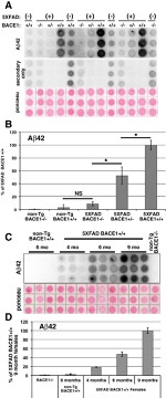 beta Amyloid Antibody in Dot Blot (DB)