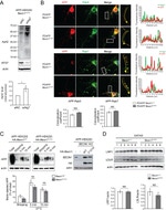 beta Amyloid Antibody in Western Blot, Immunocytochemistry (WB, ICC/IF)