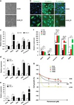 CD324 (E-Cadherin) Antibody in Immunocytochemistry (ICC/IF)