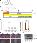 beta Catenin Antibody in Western Blot (WB)
