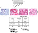 CDK5 Antibody in Western Blot, Immunohistochemistry (Paraffin) (WB, IHC (P))