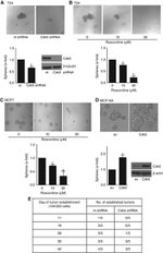CDK5 Antibody in Western Blot (WB)