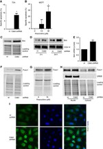 CDK5 Antibody in Western Blot (WB)