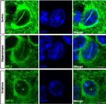 Tau Antibody in Immunohistochemistry (Paraffin) (IHC (P))