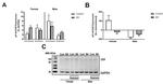 GAPDH Loading Control Antibody in Western Blot (WB)
