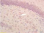 alpha Synuclein Antibody in Immunohistochemistry (Paraffin) (IHC (P))