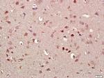 alpha Synuclein Antibody in Immunohistochemistry (Paraffin) (IHC (P))