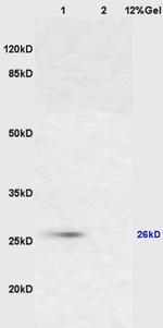 Cytochrome C Antibody in Western Blot (WB)