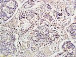 IDE Antibody in Immunohistochemistry (Paraffin) (IHC (P))