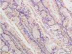 IDE Antibody in Immunohistochemistry (Paraffin) (IHC (P))