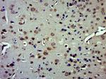 IDE Antibody in Immunohistochemistry (Paraffin) (IHC (P))