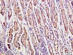 Osteopontin Antibody in Immunohistochemistry (Paraffin) (IHC (P))