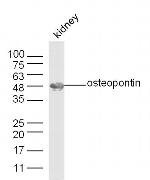 Osteopontin Antibody in Western Blot (WB)