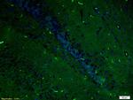 ERK1/ERK2 Antibody in Immunohistochemistry (Paraffin) (IHC (P))