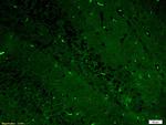 ERK1/ERK2 Antibody in Immunohistochemistry (Paraffin) (IHC (P))