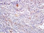 ERK1/ERK2 Antibody in Immunohistochemistry (Paraffin) (IHC (P))