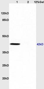 ERK1/ERK2 Antibody in Western Blot (WB)