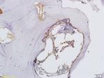 Osteopontin Antibody in Immunohistochemistry (Paraffin) (IHC (P))