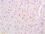 Melatonin Receptor 1A Antibody in Immunohistochemistry (Paraffin) (IHC (P))