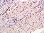 CREB-1 Antibody in Immunohistochemistry (Paraffin) (IHC (P))