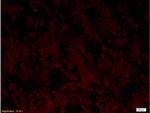 AIF Antibody in Immunohistochemistry (Paraffin) (IHC (P))
