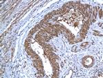 AIF Antibody in Immunohistochemistry (Paraffin) (IHC (P))