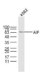 AIF Antibody in Western Blot (WB)