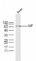 AIF Antibody in Western Blot (WB)