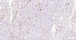 MLANA/MART1 Antibody in Immunohistochemistry (Paraffin) (IHC (P))