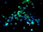 Caspase 8 Antibody in Immunocytochemistry (ICC/IF)