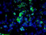 Caspase 8 Antibody in Immunocytochemistry (ICC/IF)