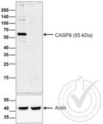 Caspase 8 Antibody in Western Blot (WB)