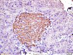 Insulin Antibody in Immunohistochemistry (Paraffin) (IHC (P))