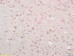 Neurokinin A Antibody in Immunohistochemistry (Paraffin) (IHC (P))