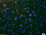 NKB Antibody in Immunohistochemistry (Paraffin) (IHC (P))