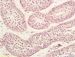 Neurturin Antibody in Immunohistochemistry (Paraffin) (IHC (P))
