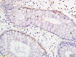 TNF alpha Antibody in Immunohistochemistry (Paraffin) (IHC (P))