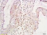 TNF alpha Antibody in Immunohistochemistry (Paraffin) (IHC (P))
