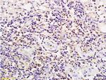 CD19 Antibody in Immunohistochemistry (Paraffin) (IHC (P))