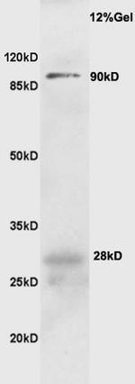 CD19 Antibody in Western Blot (WB)