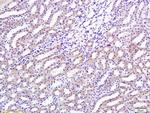 TGF beta 1 Antibody in Immunohistochemistry (Paraffin) (IHC (P))