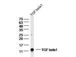 TGF beta 1 Antibody in Western Blot (WB)