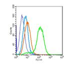Calponin 1 Antibody in Flow Cytometry (Flow)