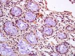Calponin 1 Antibody in Immunohistochemistry (Paraffin) (IHC (P))