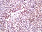 Calponin 1 Antibody in Immunohistochemistry (Paraffin) (IHC (P))