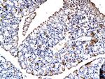 GIP Antibody in Immunohistochemistry (Paraffin) (IHC (P))