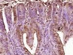 GIP Antibody in Immunohistochemistry (Paraffin) (IHC (P))