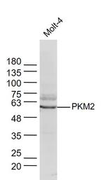 PKM2 Antibody in Western Blot (WB)