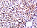 Leptin Antibody in Immunohistochemistry (Paraffin) (IHC (P))