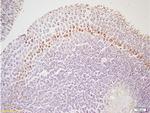 Leptin receptor (Isoform B) Antibody in Immunohistochemistry (Paraffin) (IHC (P))